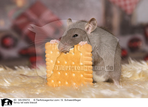 Farbratte frisst Keks / fancy rat eats biscuit / SS-55072