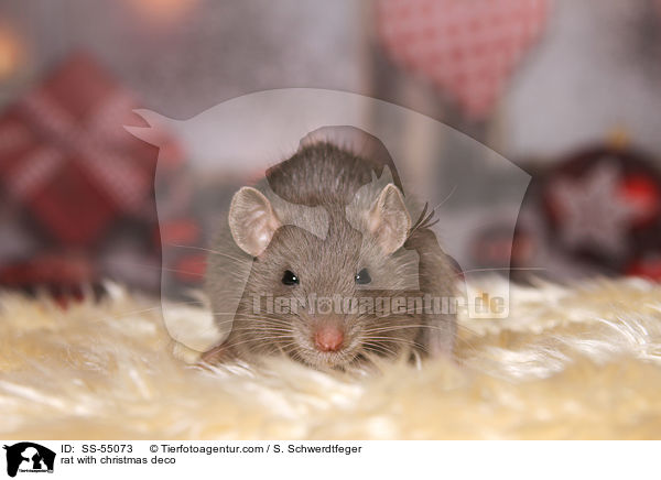 Ratte mit Weihnachtsdeko / rat with christmas deco / SS-55073