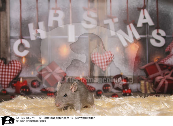 Ratte mit Weihnachtsdeko / rat with christmas deco / SS-55074