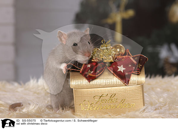 rat with christmas deco / SS-55075
