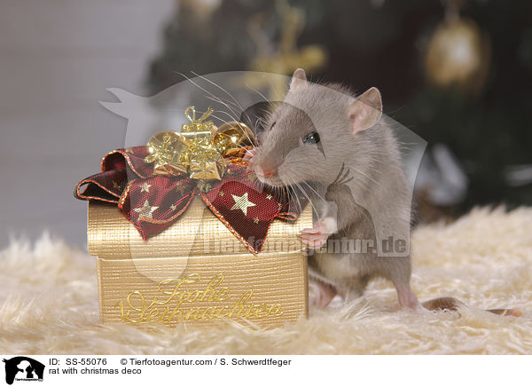 Ratte mit Weihnachtsdeko / rat with christmas deco / SS-55076