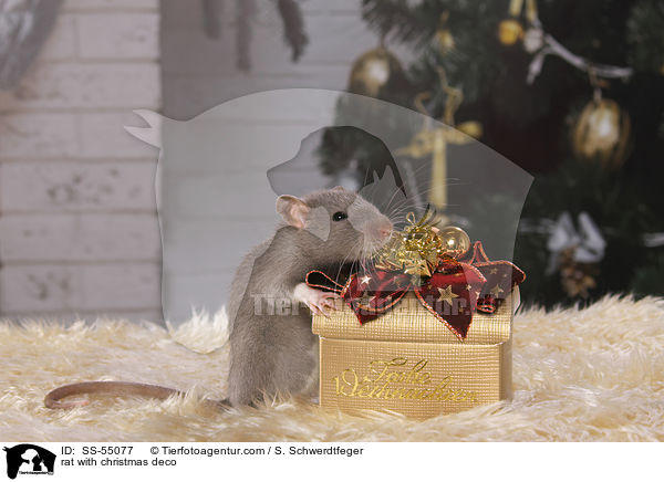 Ratte mit Weihnachtsdeko / rat with christmas deco / SS-55077