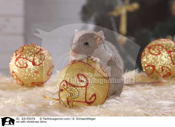 rat with christmas deco / SS-55078