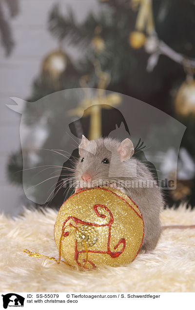 Ratte mit Weihnachtsdeko / rat with christmas deco / SS-55079