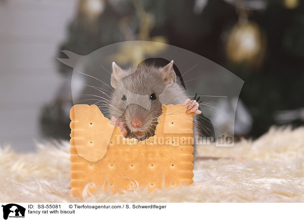 Farbratte mit Keks / fancy rat with biscuit / SS-55081