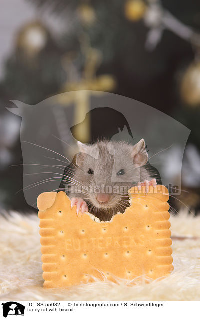 fancy rat with biscuit / SS-55082