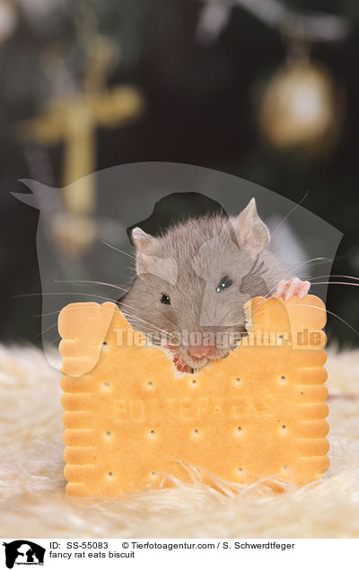 fancy rat eats biscuit / SS-55083