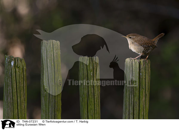 sitzender Zaunknig / sitting Eurasian Wren / THA-07231