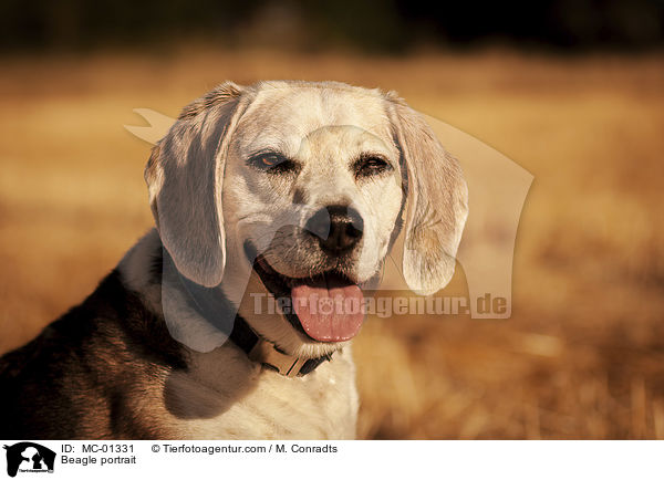 Beagle Portrait / Beagle portrait / MC-01331