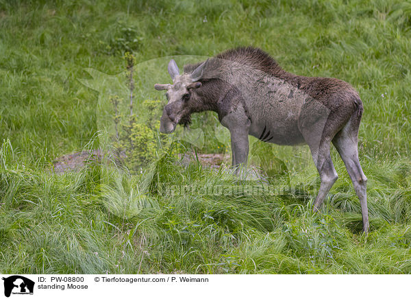standing Moose / PW-08800
