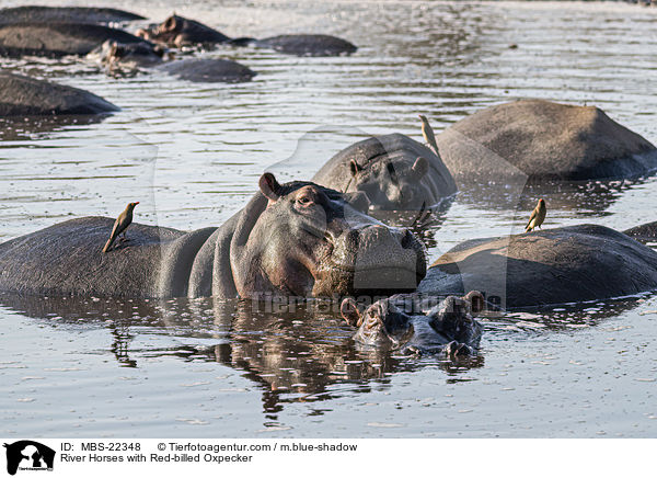 Flusspferde mit Rotschnabel-Madenhacker / River Horses with Red-billed Oxpecker / MBS-22348