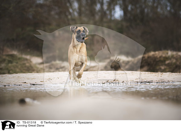 rennende Deutsche Dogge / running Great Dane / TS-01318