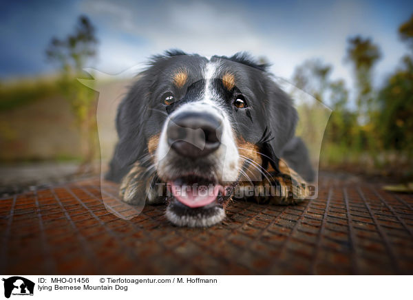 liegender Berner Sennenhund / lying Bernese Mountain Dog / MHO-01456