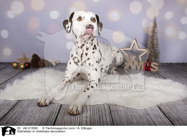 Dalmatiner in Weihnachtsdeko / Dalmatian in christmas decoration / AE-01699