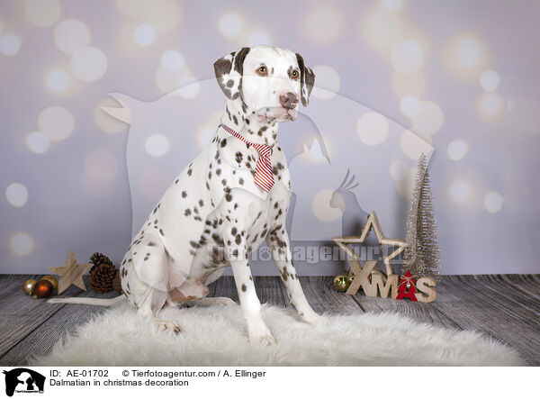 Dalmatiner in Weihnachtsdeko / Dalmatian in christmas decoration / AE-01702