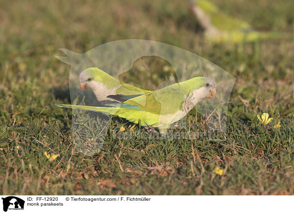 monk parakeets / FF-12920