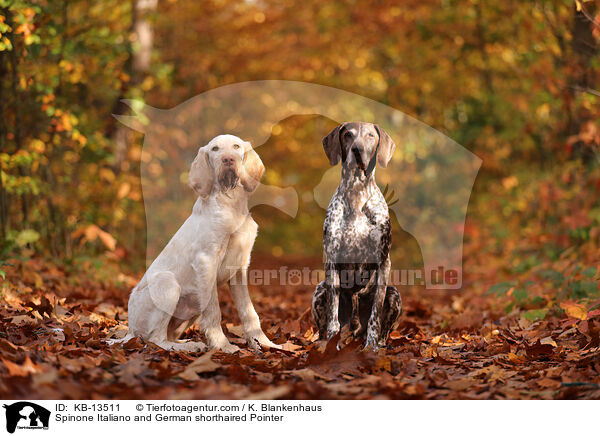 Spinone Italiano und Deusch Kurzhaar / Spinone Italiano and German shorthaired Pointer / KB-13511