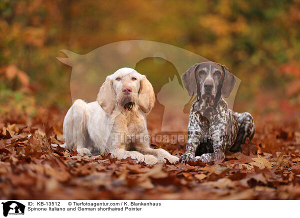 Spinone Italiano und Deusch Kurzhaar / Spinone Italiano and German shorthaired Pointer / KB-13512