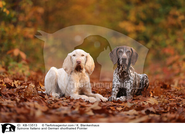 Spinone Italiano und Deusch Kurzhaar / Spinone Italiano and German shorthaired Pointer / KB-13513