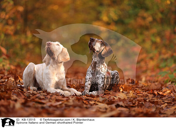 Spinone Italiano and German shorthaired Pointer / KB-13515