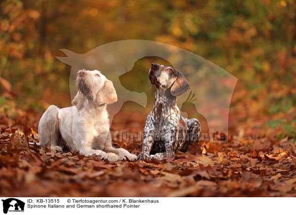 Spinone Italiano und Deusch Kurzhaar / Spinone Italiano and German shorthaired Pointer / KB-13515