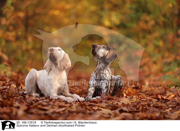 Spinone Italiano und Deusch Kurzhaar / Spinone Italiano and German shorthaired Pointer / KB-13516