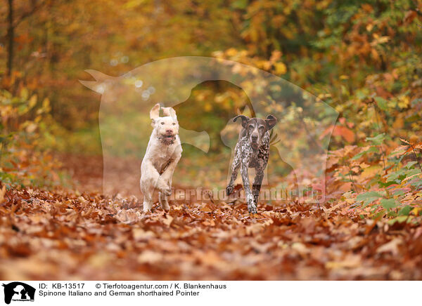 Spinone Italiano und Deusch Kurzhaar / Spinone Italiano and German shorthaired Pointer / KB-13517