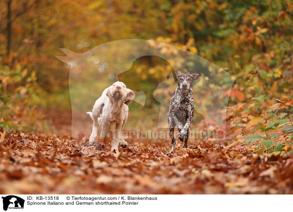 Spinone Italiano und Deusch Kurzhaar / Spinone Italiano and German shorthaired Pointer / KB-13518