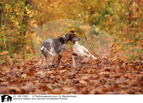 Spinone Italiano und Deusch Kurzhaar / Spinone Italiano and German shorthaired Pointer / KB-13521