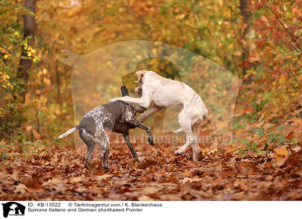 Spinone Italiano and German shorthaired Pointer / KB-13522