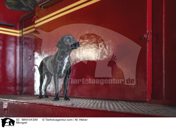 Mischling / Mongrel / MAH-04389