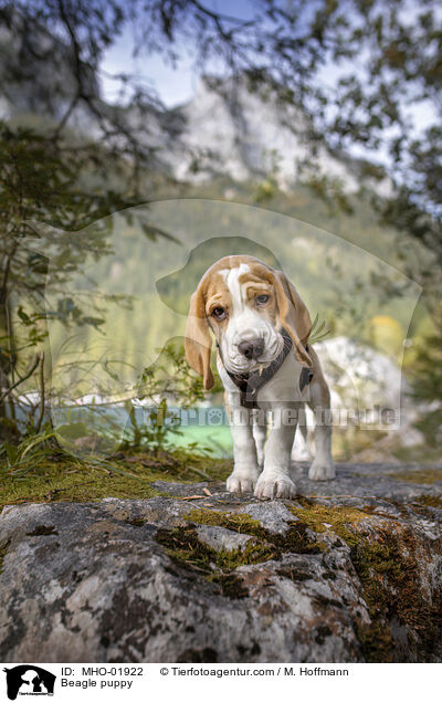Beagle Welpe / Beagle puppy / MHO-01922
