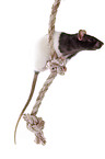 rat