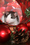 rat at christmas