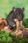 rat