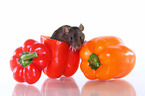 rat on sweet pepper