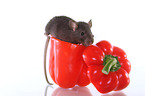 rat on sweet pepper