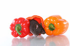 rat in sweet pepper