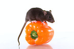 rat on sweet pepper