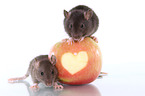 2 rats with apple