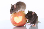 2 rats with apple