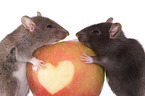 2 rats with apple