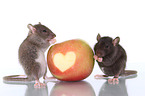 2 rats with apple