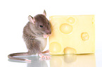 fancy rat with cheese