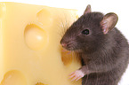 fancy rat with cheese