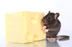 fancy rat with cheese