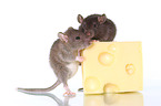 2 fancy rats with cheese