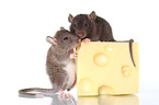 2 fancy rats with cheese