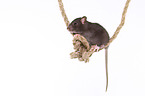 climbing fancy rat