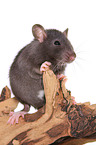 fancy rat on tree root